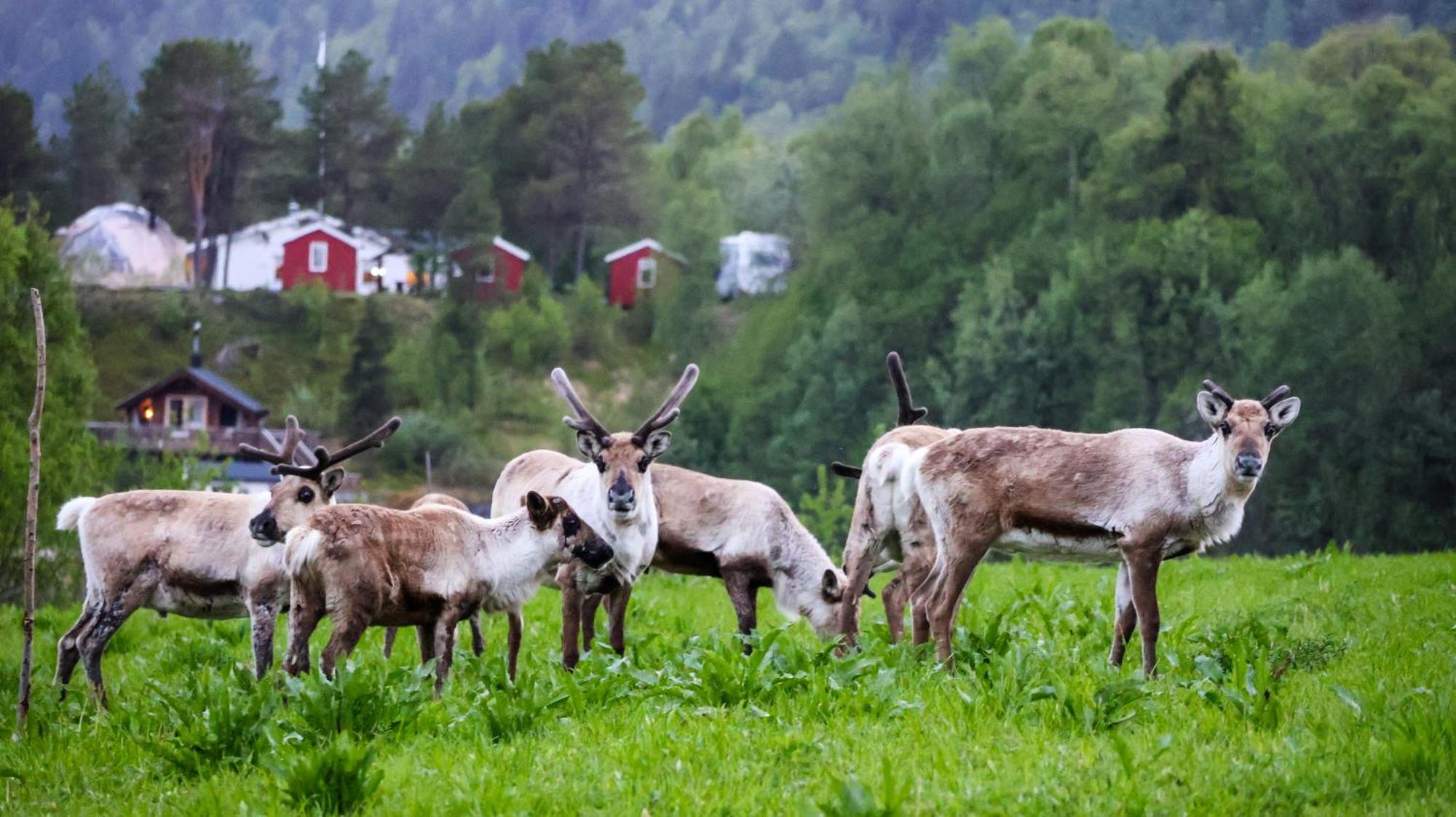 Norwegian Wild Vila Brygghaugen Exterior foto